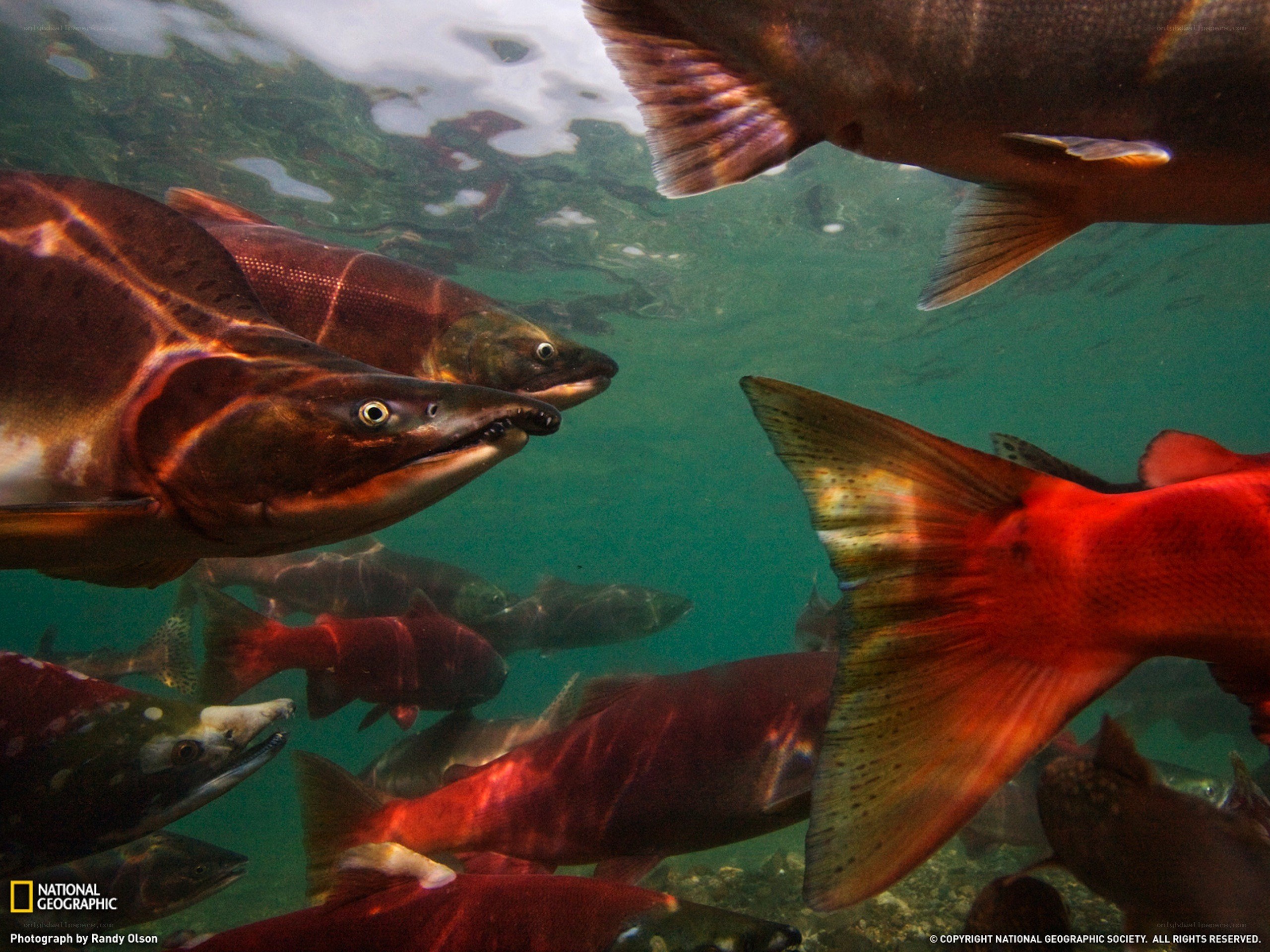Salmon swimming underwater