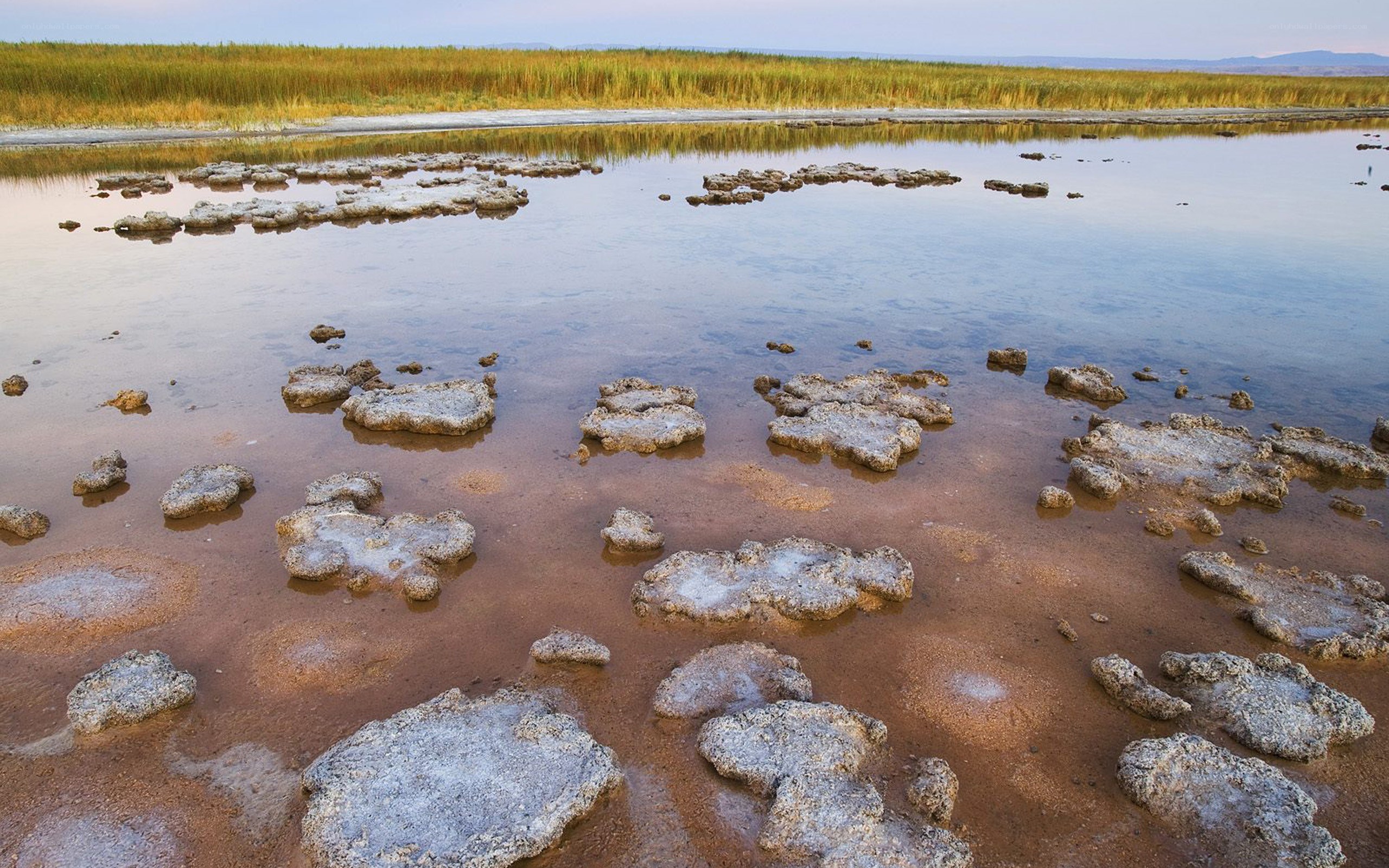 Salt flats with reeds