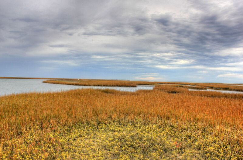 Salt Marsh Landscape