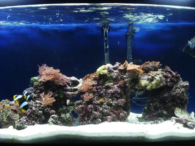 saltwater aquarium with fish