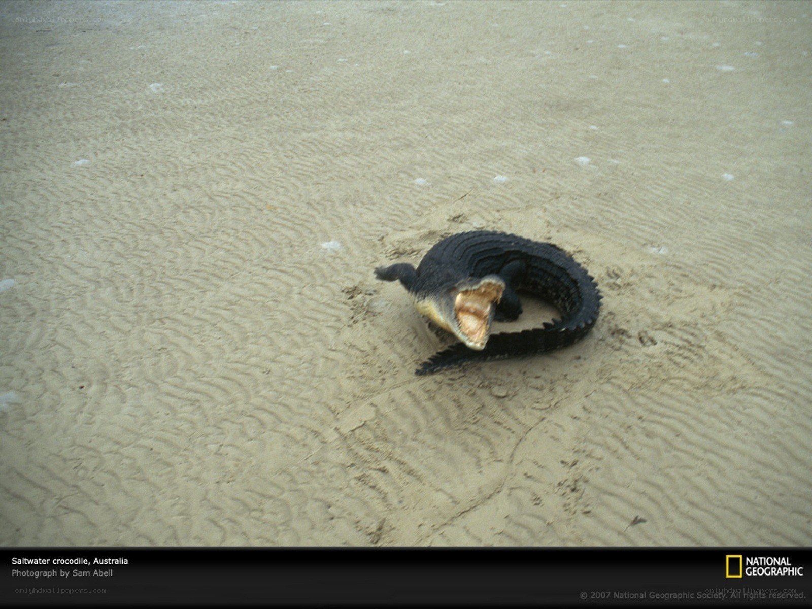Saltwater crocodile on sand