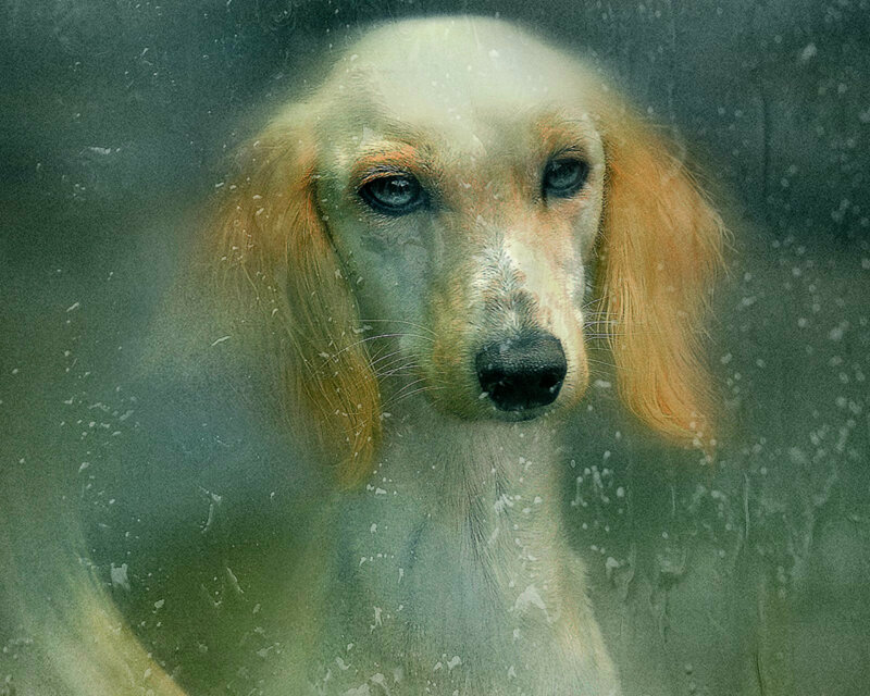 Saluki Dog Behind Glass