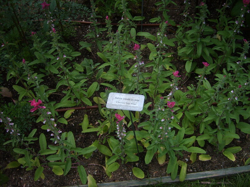 Salvia Viridis Hybrid Plant