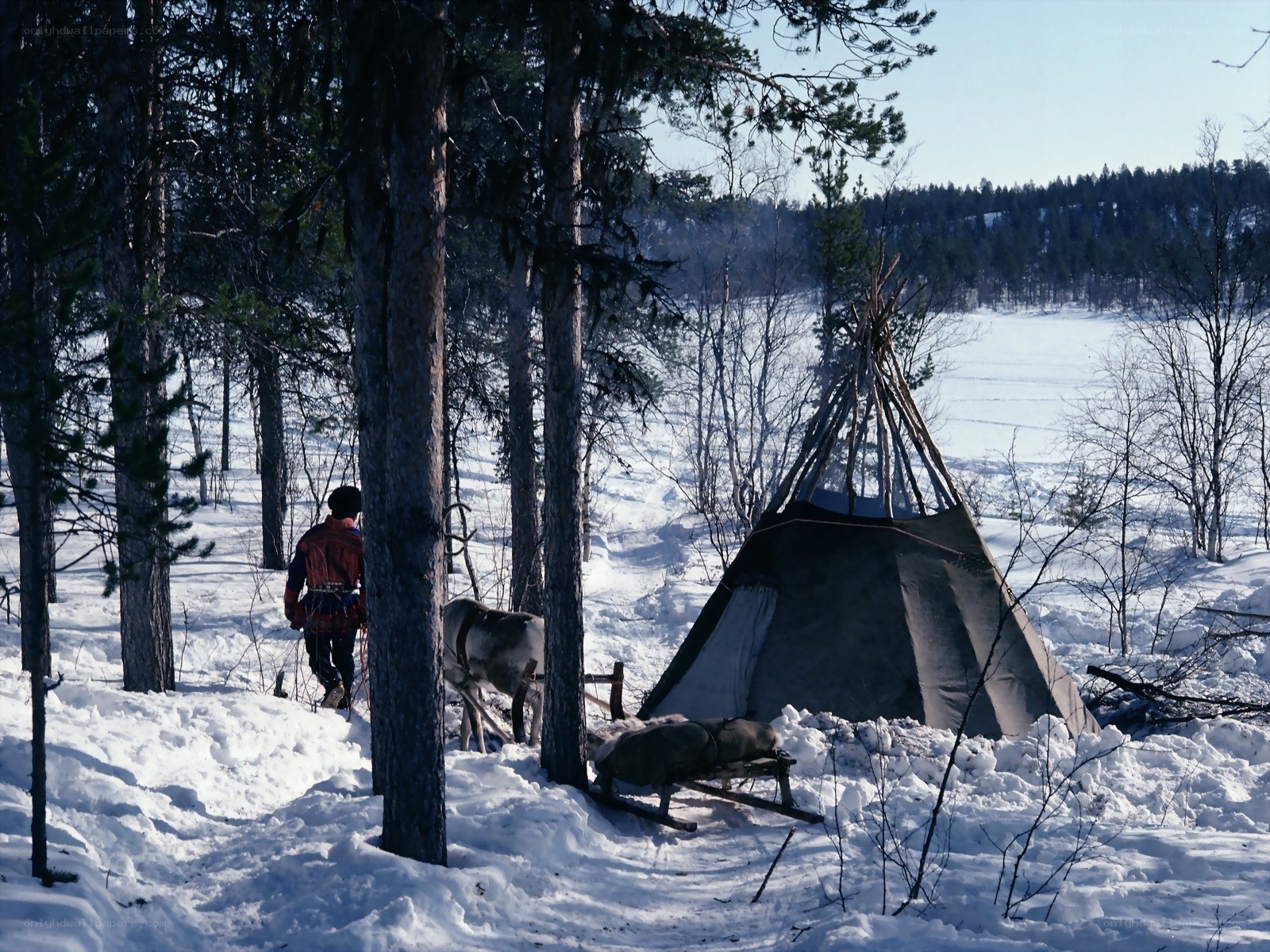 Sami camp in snowy forest