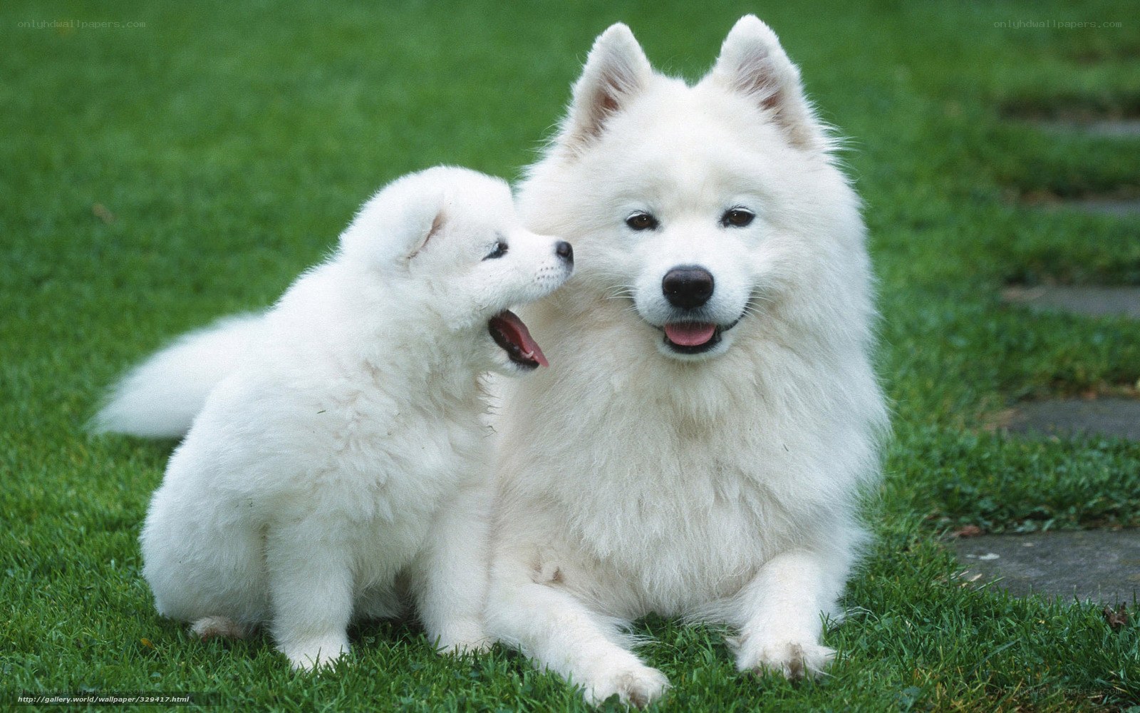 Samoyed dog and puppy