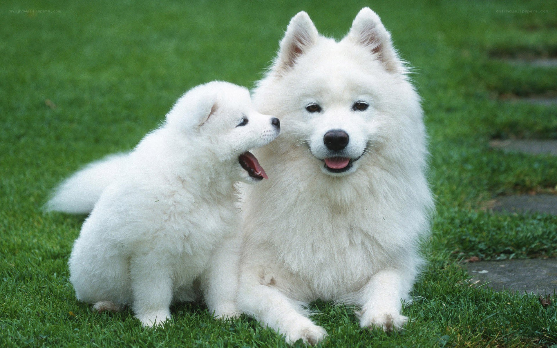 Samoyed dog and puppy