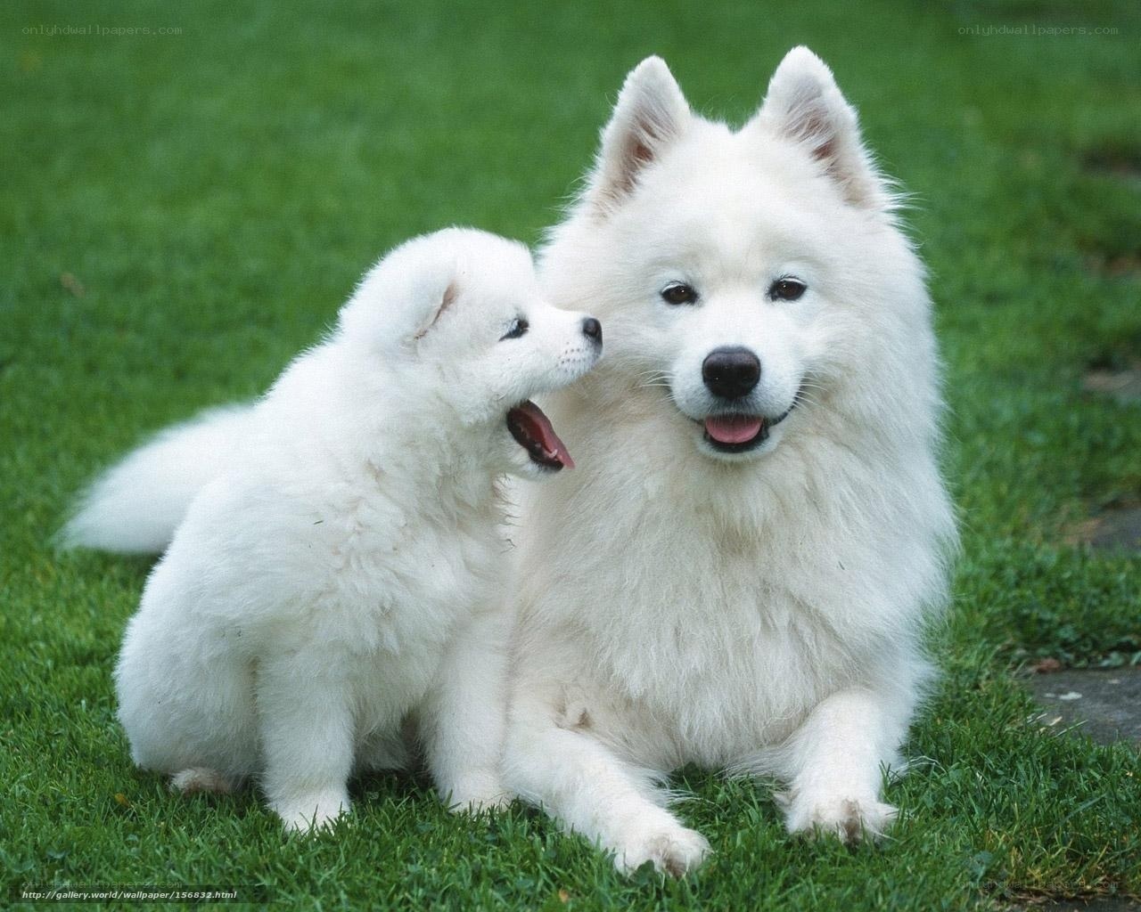 Samoyed dog and puppy