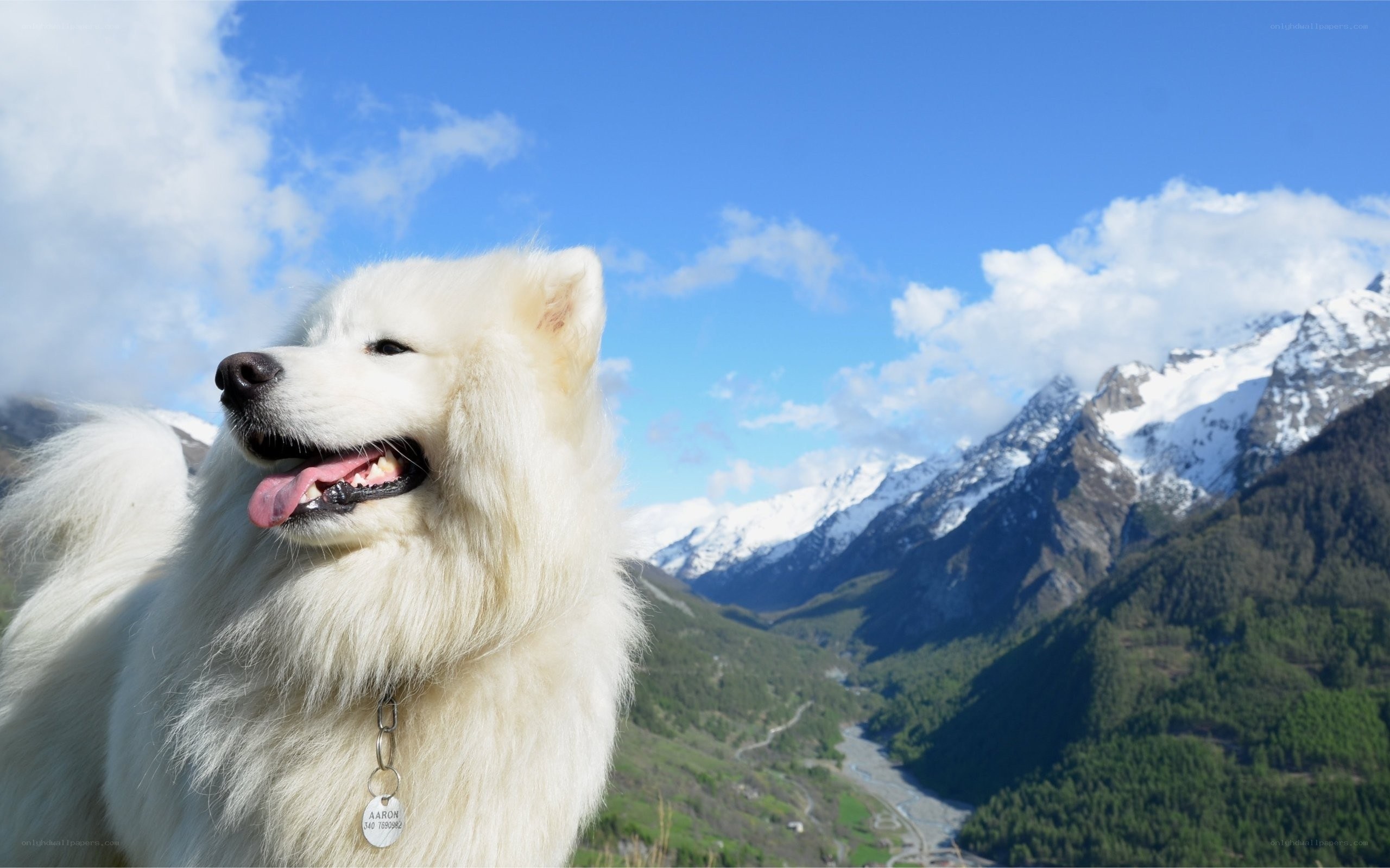 Samoyed dog in mountain valley