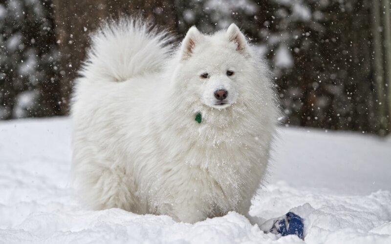 Samoyed Dog in Snow