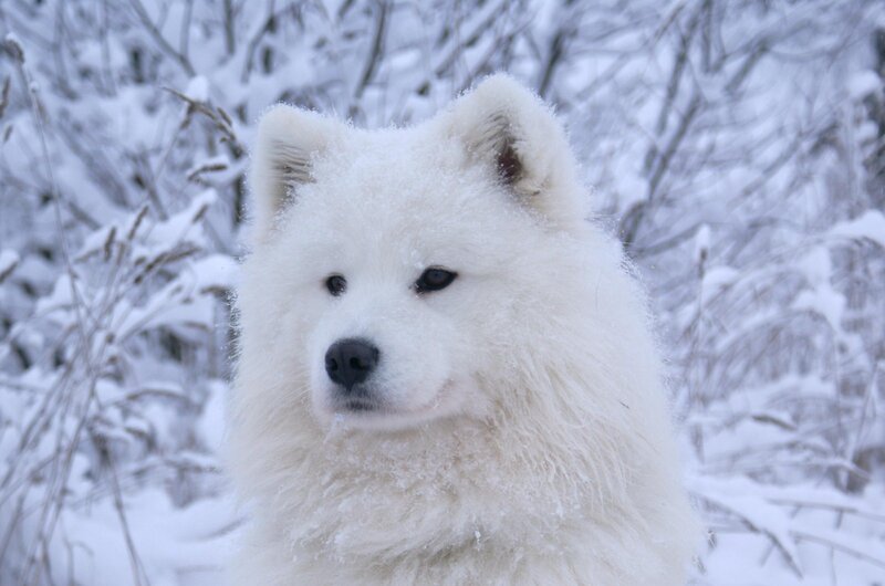 Samoyed Dog in Snow — White