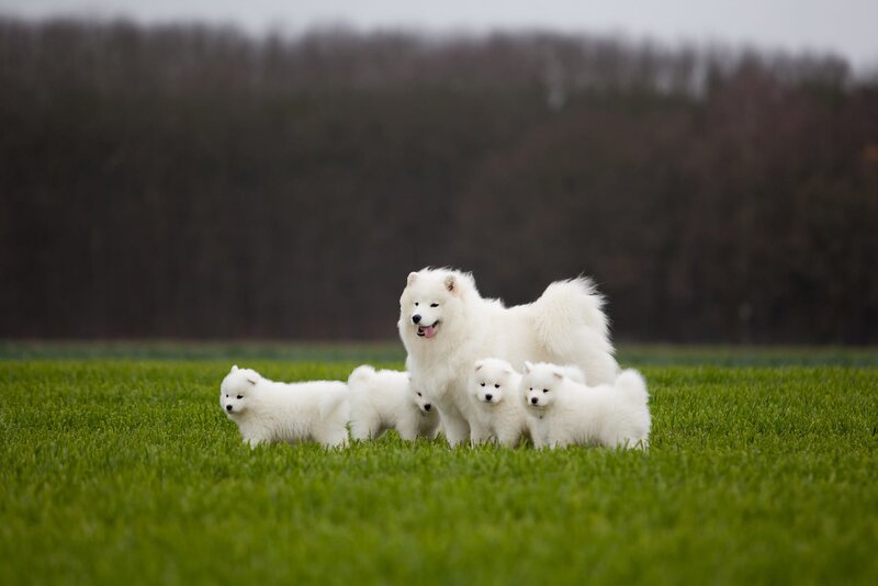 Samoyed Dog with Puppies