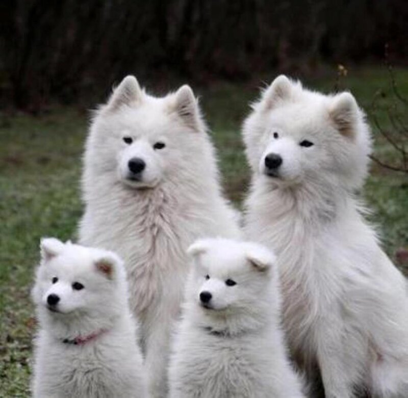 Samoyed Dogs in Grass
