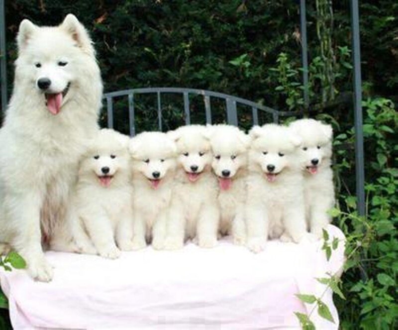 Samoyed Mother with Puppies