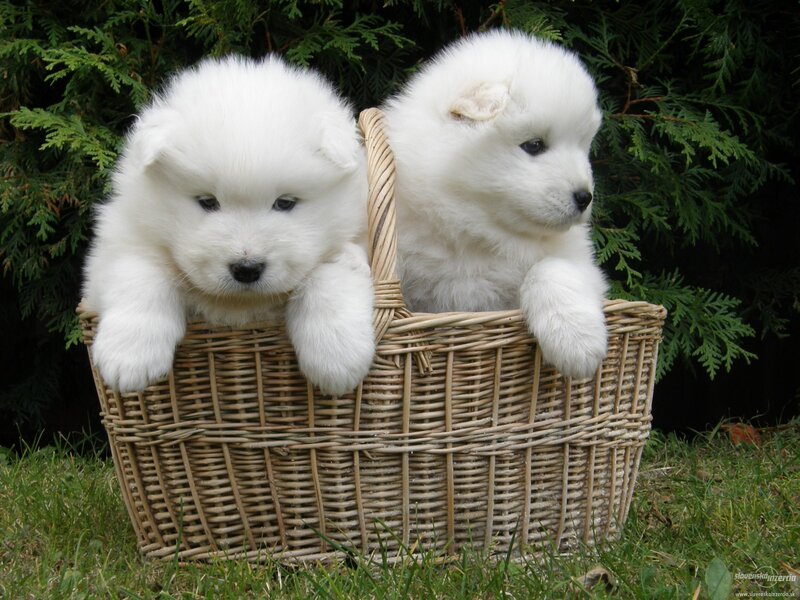 Samoyed Puppies in Basket