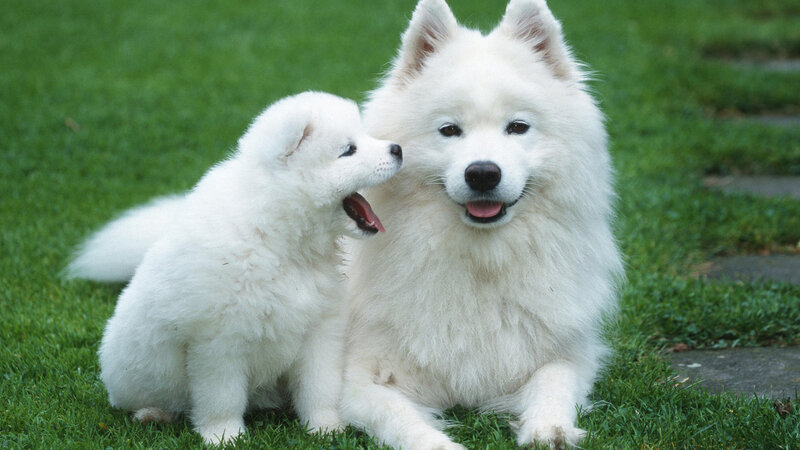 Samoyed Puppy and Adult
