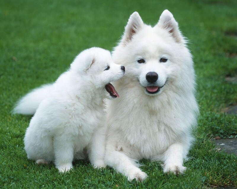 Samoyed Puppy and Adult — White, Calm