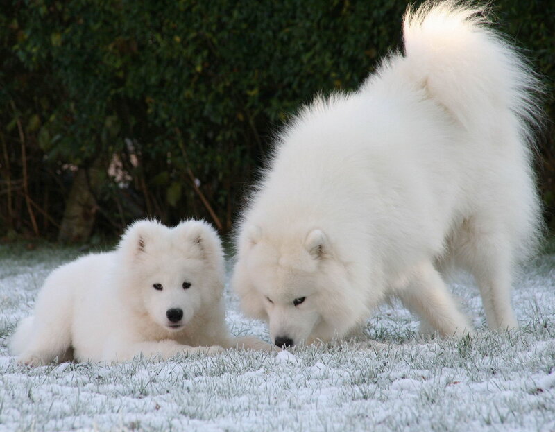 Samoyed Puppy and Adult — White