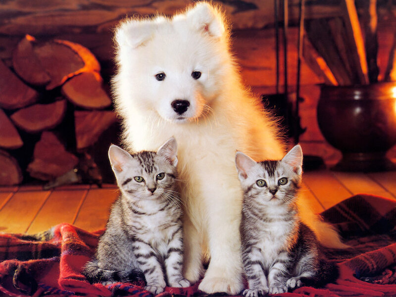 Samoyed Puppy with Kittens