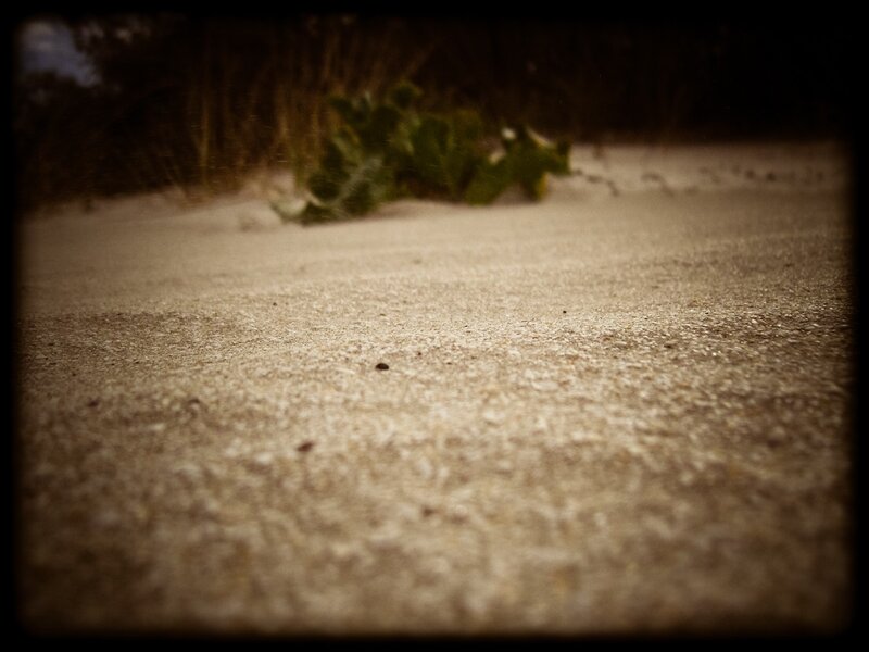 sand and green plant