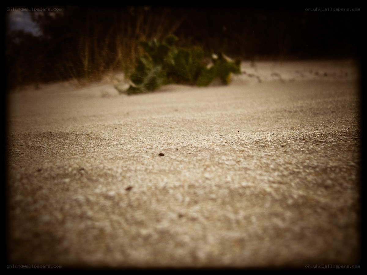 sand and green plant