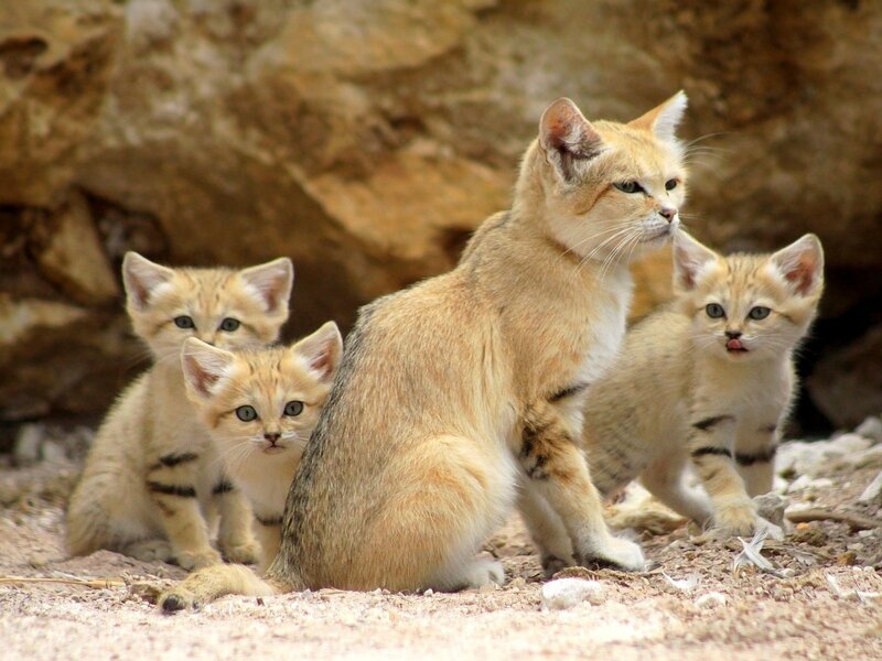Sand Cat Family