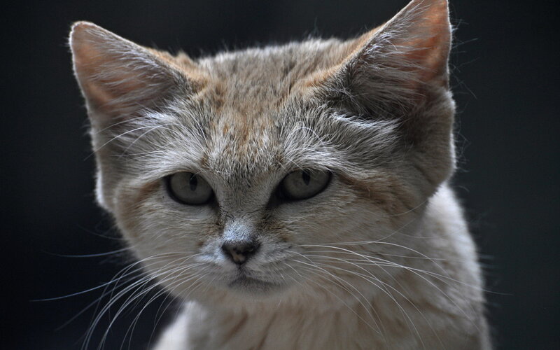 Sand Cat in Close-up