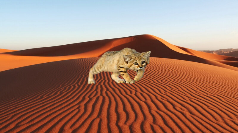 Sand Cat in Desert — Orange