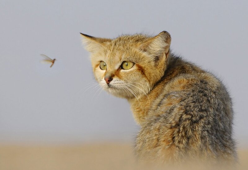 Sand Cat in Desert