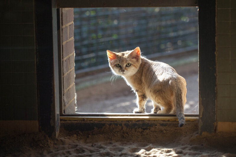 Sand Cat in Doorway