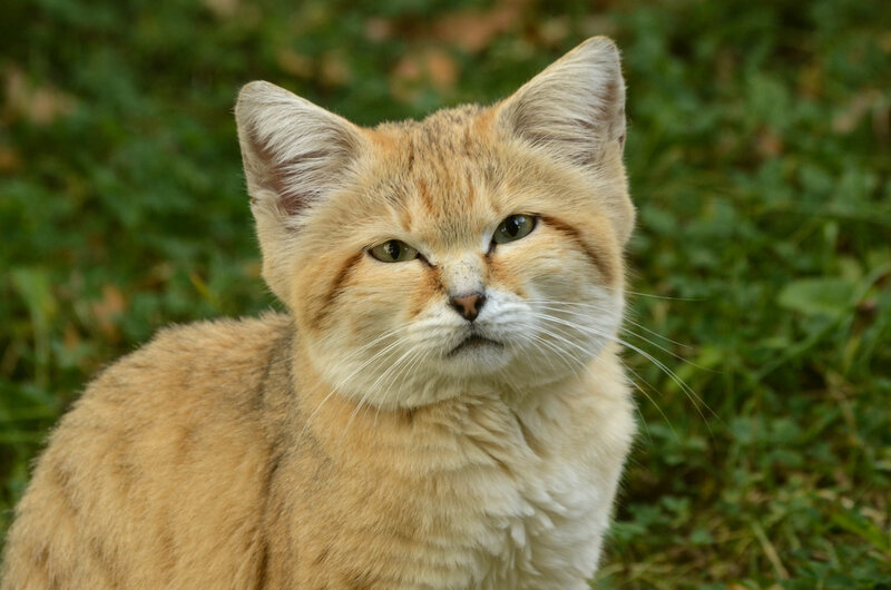 Sand Cat in Grass