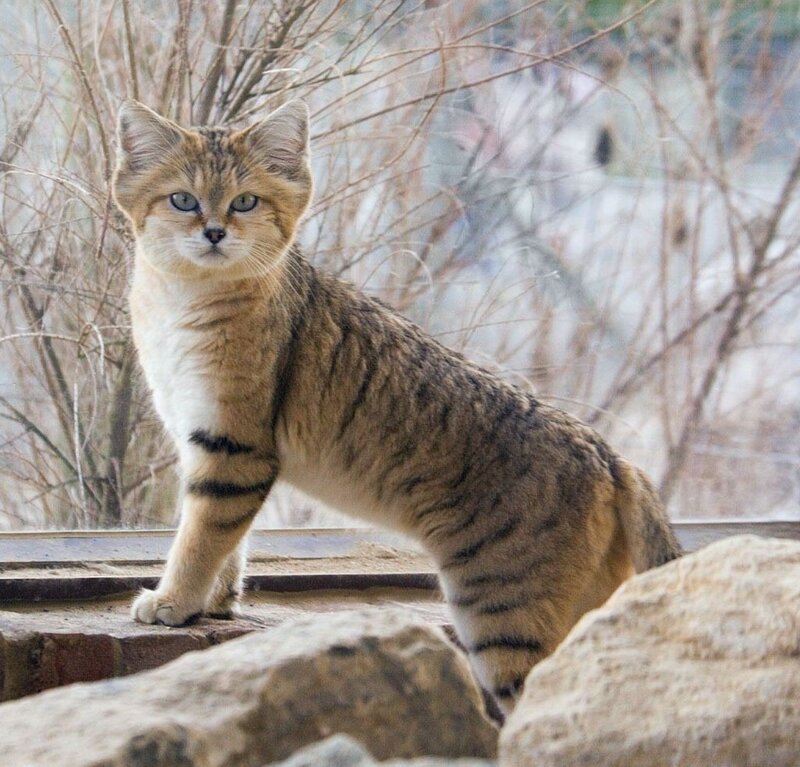 Sand Cat in Natural Habitat