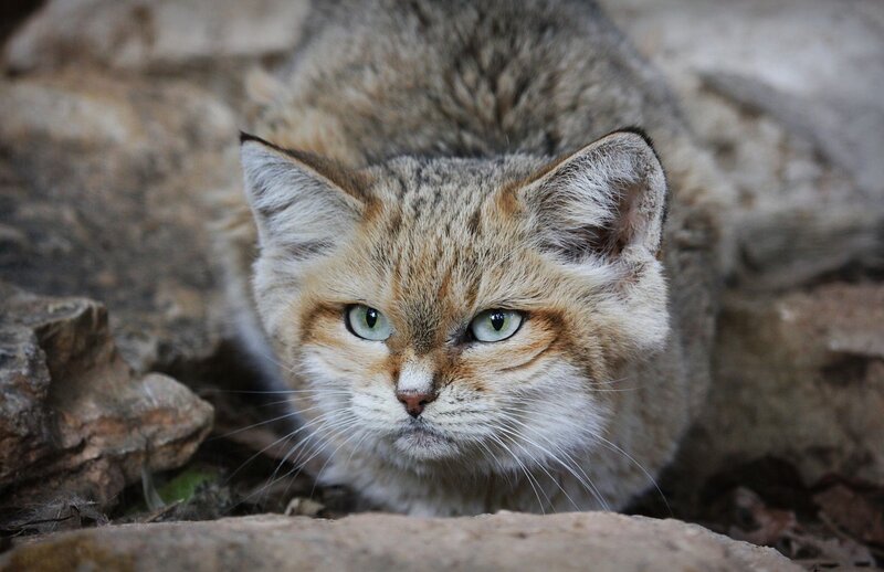 Sand Cat in Rocks