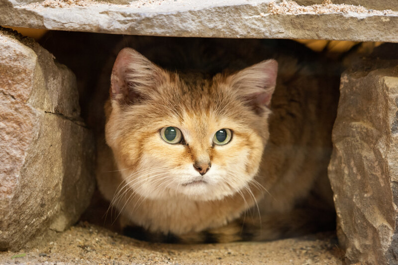 Sand Cat in Stone Den