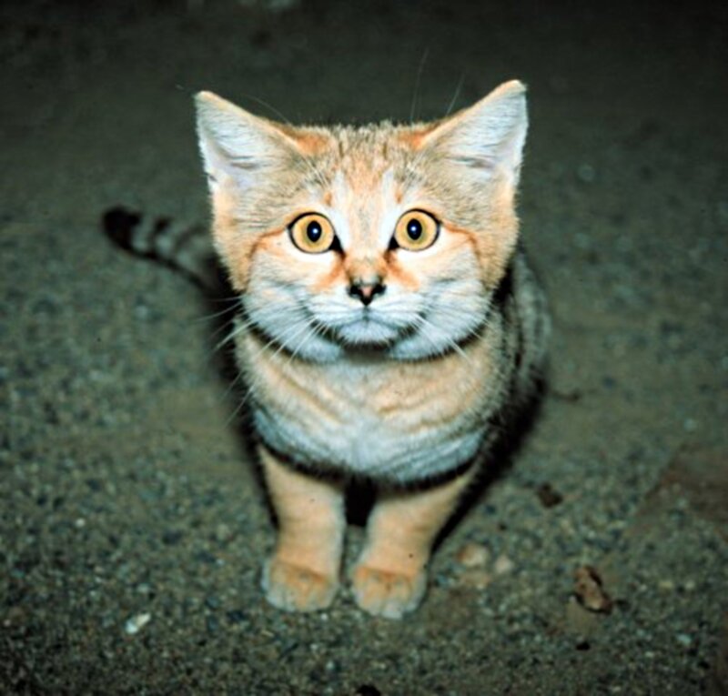 Sand Cat Kitten — Brown, Alert
