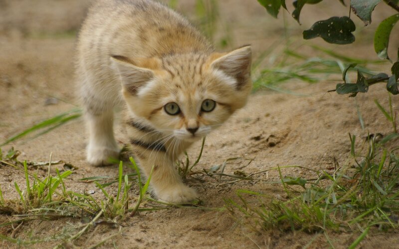 Sand Cat Kitten — Brown, Curious, Photograph, Grass