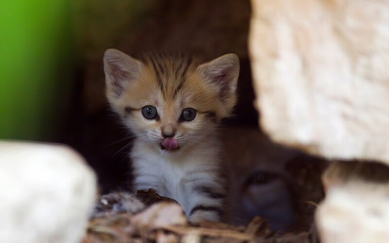 Sand Cat Kitten — Brown, Curious, Photograph, Rocks