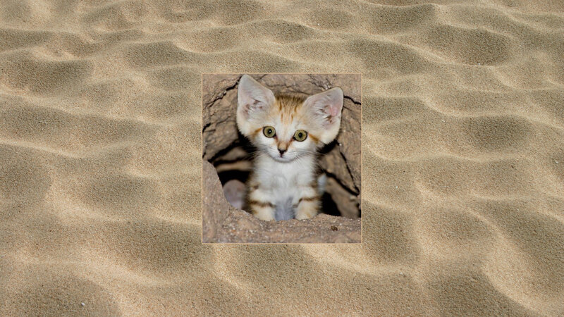 Sand Cat Kitten — Brown, Curious, Photograph