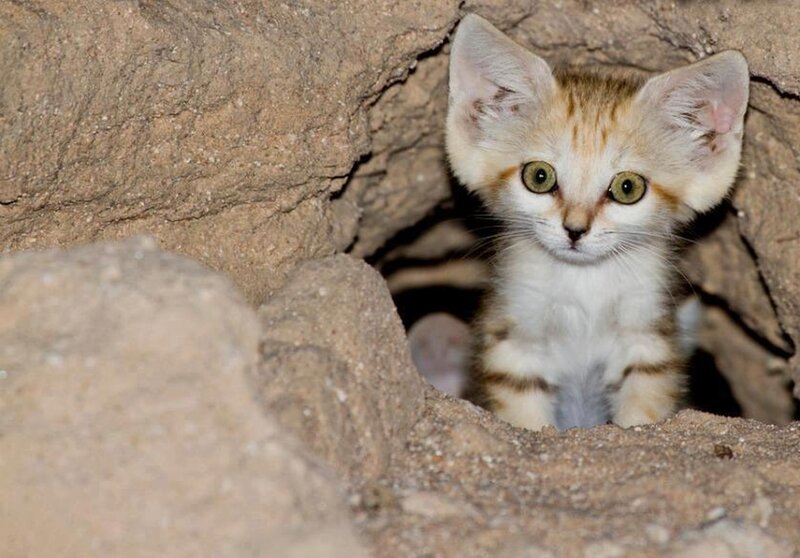 Sand Cat Kitten — Brown, Curious