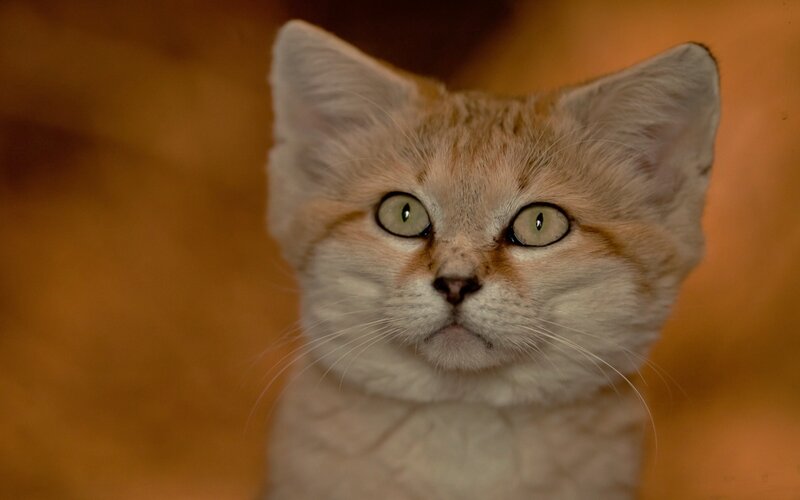 Sand Cat Kitten — Orange
