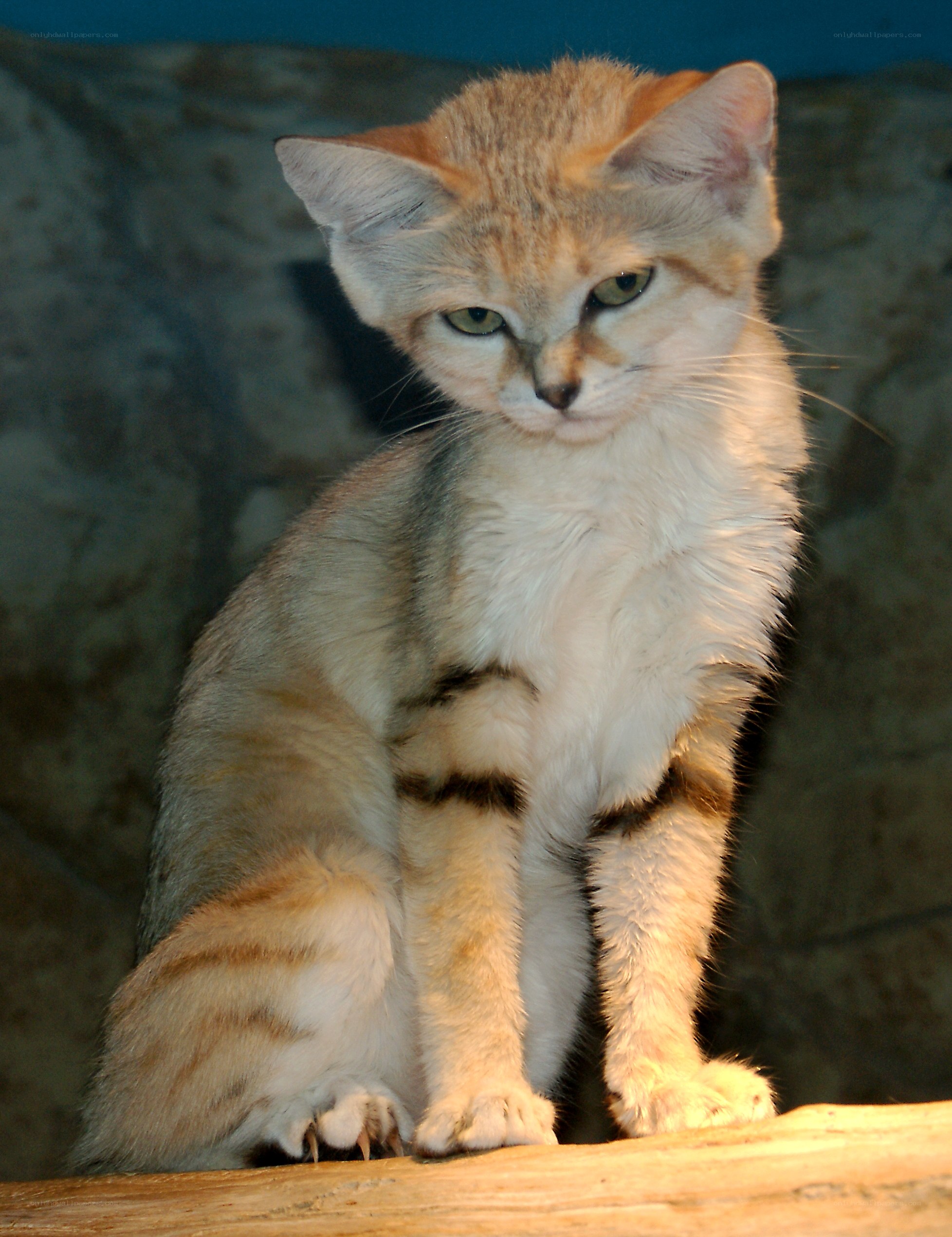 sand cat kitten sitting