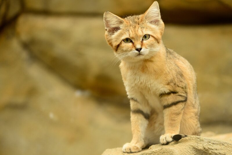 Sand Cat Kitten — Tan