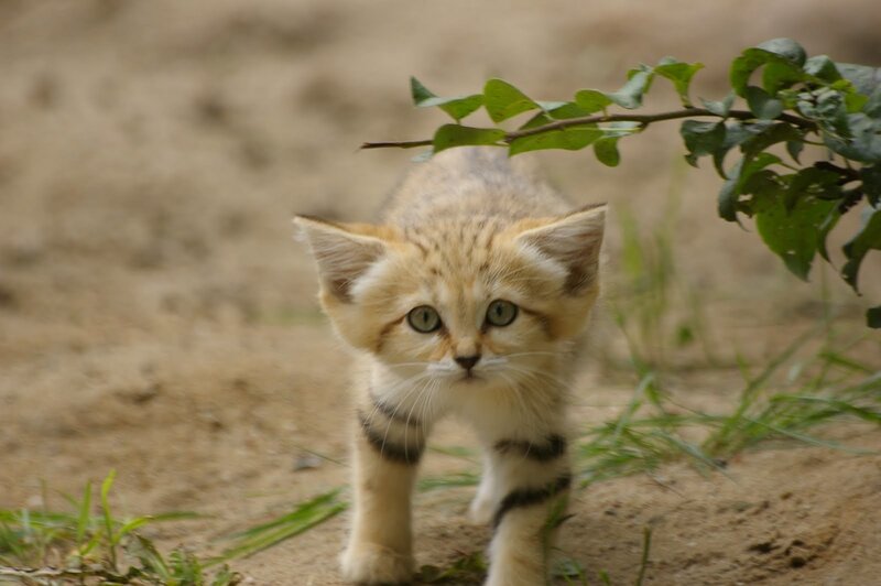 Sand Cat Kitten