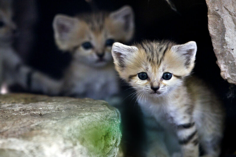 Sand Cat Kittens