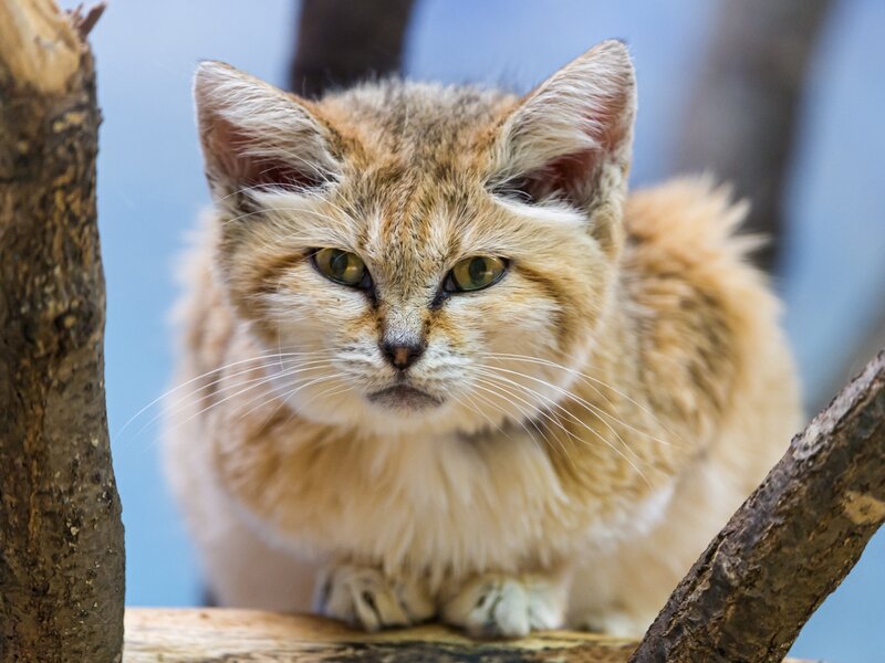 sand cat on a branch