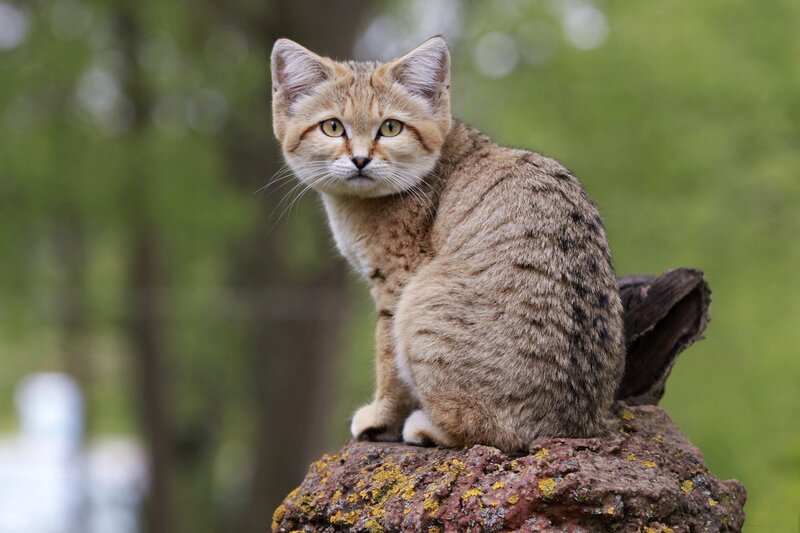 Sand Cat on a Rock — Brown