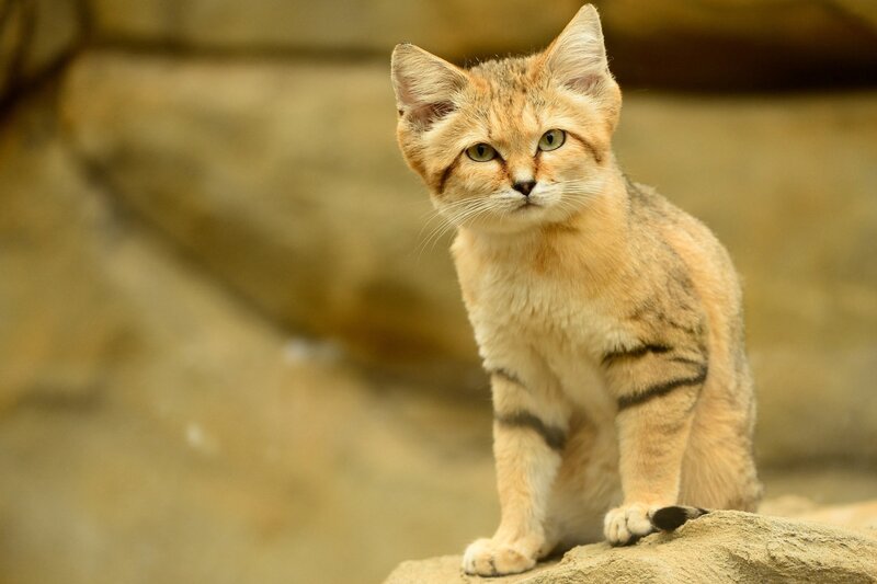 sand cat on a rock
