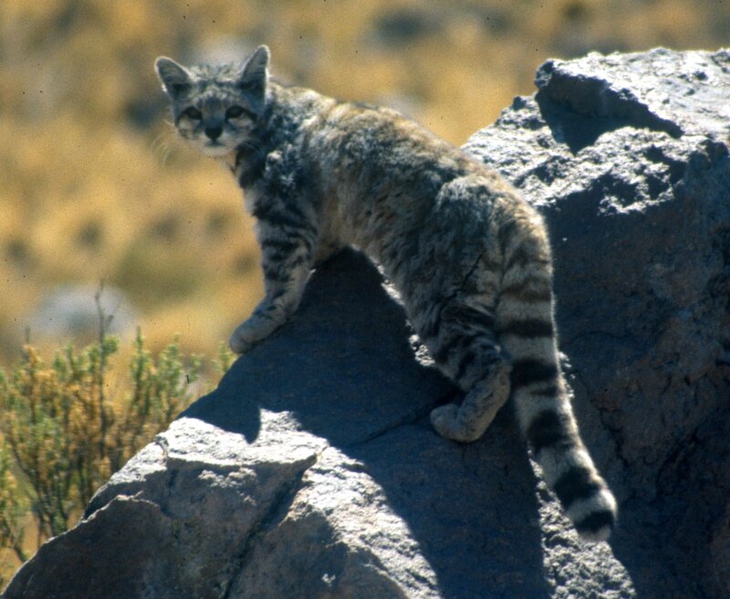 Sand Cat on Rock — Gray