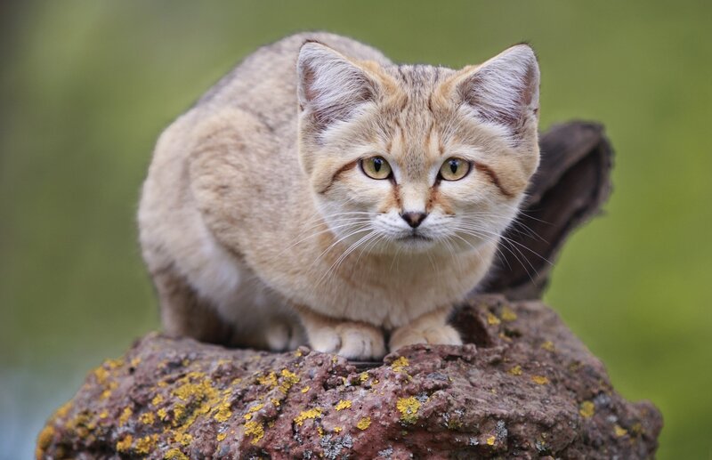 Sand Cat on Rock
