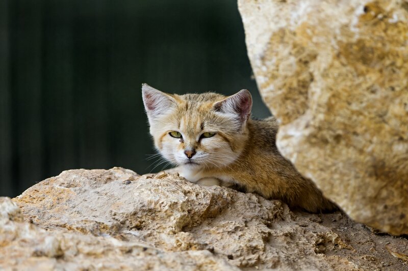 Sand Cat on Rocks — Brown