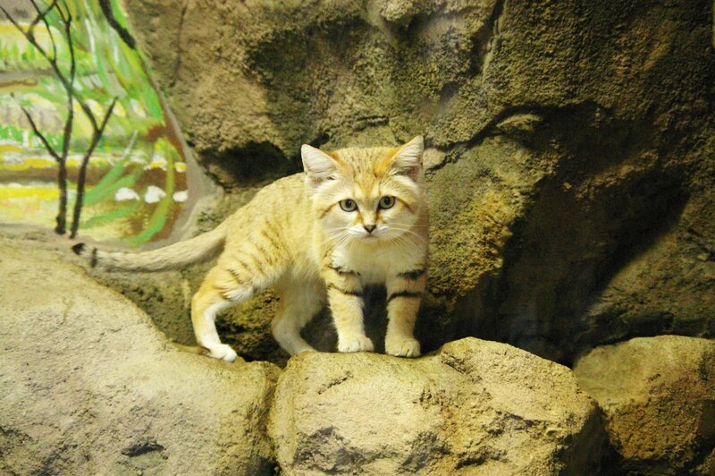 Sand Cat on Rocks